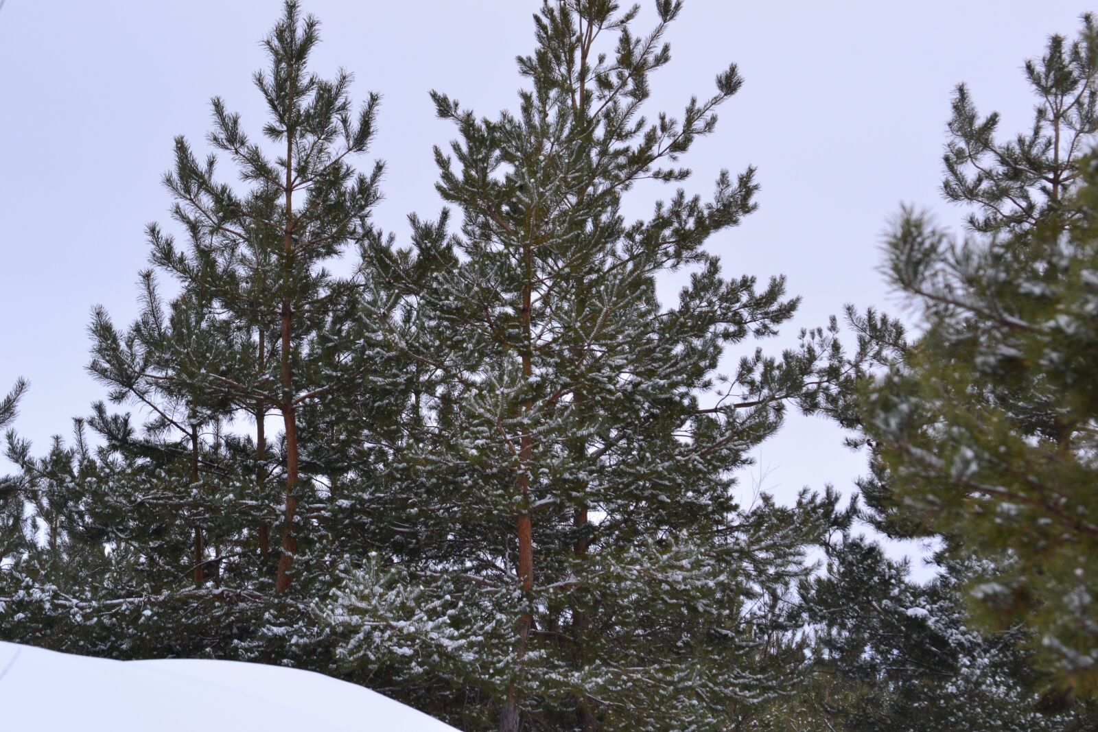Nikon D3100 sample photo. Winter, tree, snow photography