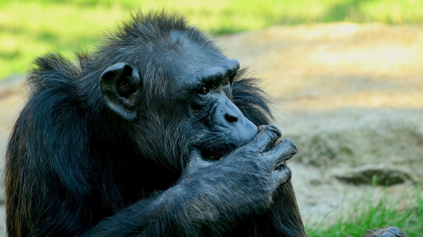 Nikon D5100 sample photo. Comic, chimpansee, closeup photography
