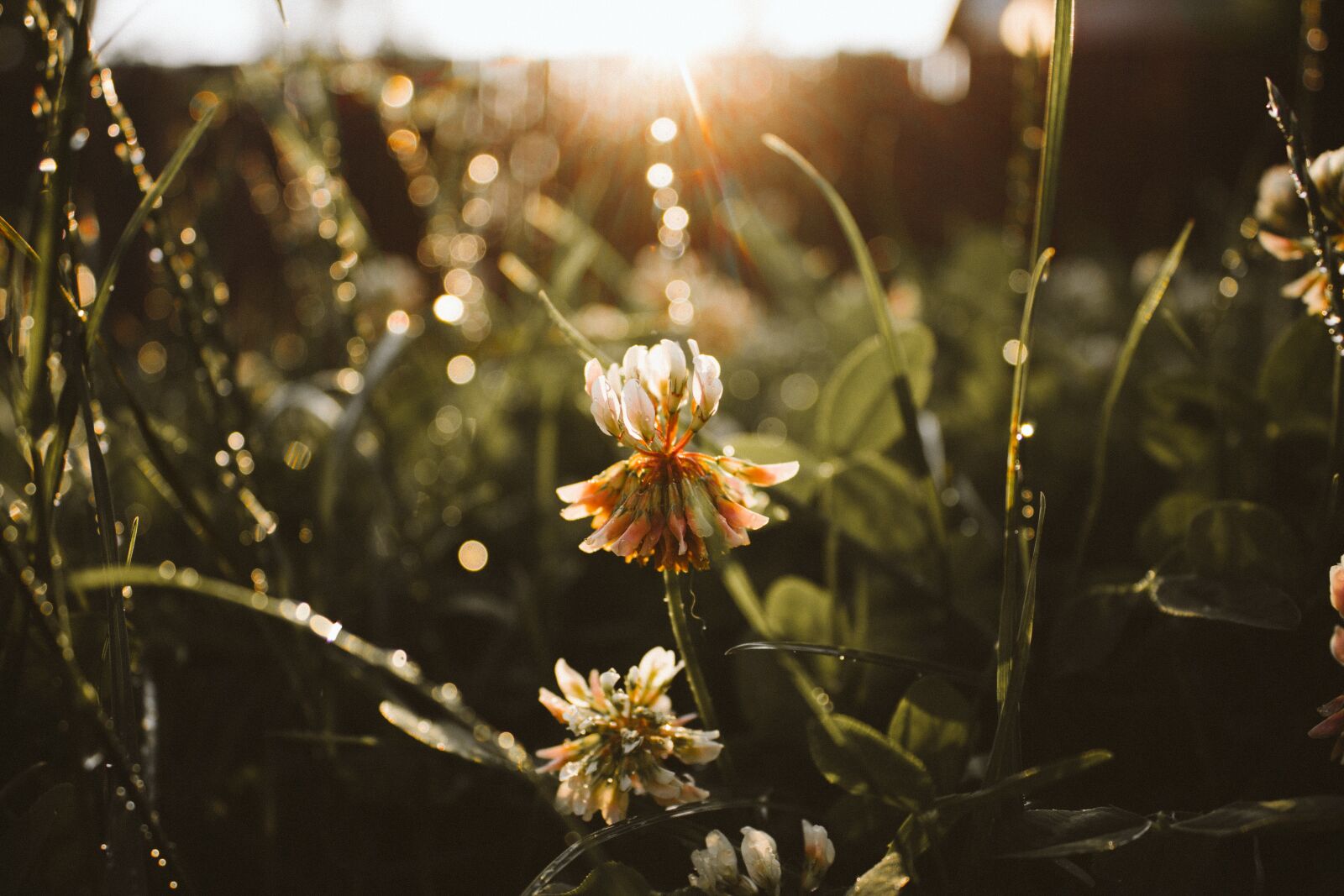 Canon EOS 700D (EOS Rebel T5i / EOS Kiss X7i) sample photo. Flare, flower, nature photography