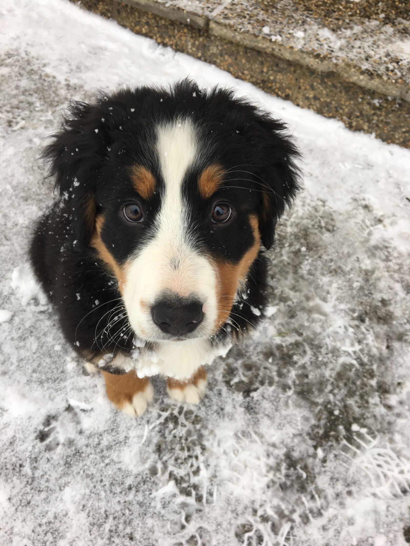 Apple iPhone 6s sample photo. Dog, puppy, bernese mountain photography