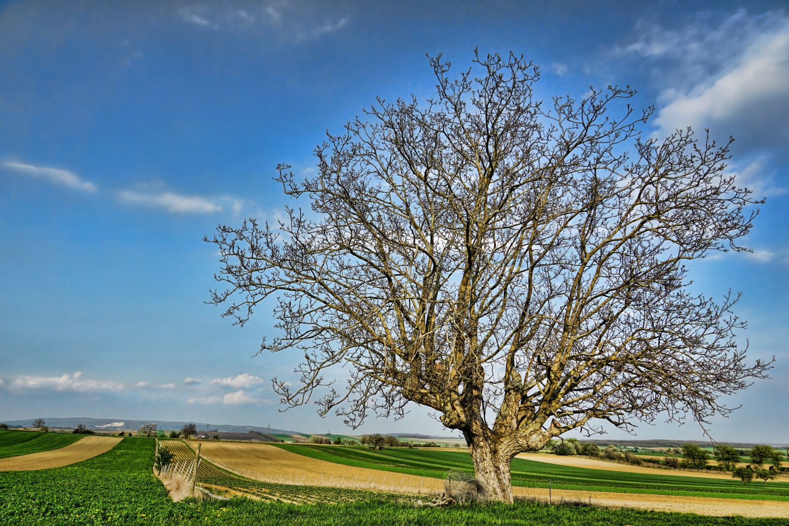 Sony E 18-135mm F3.5-5.6 OSS sample photo. Tree, walnut, nature photography