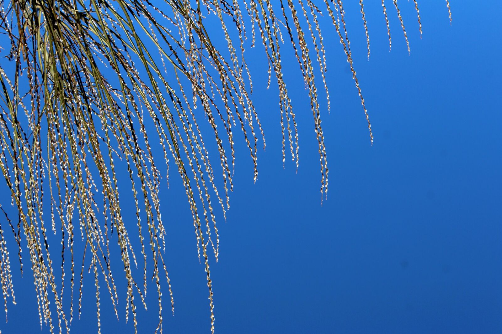 Canon EOS 1200D (EOS Rebel T5 / EOS Kiss X70 / EOS Hi) sample photo. Willow, branches, tree photography