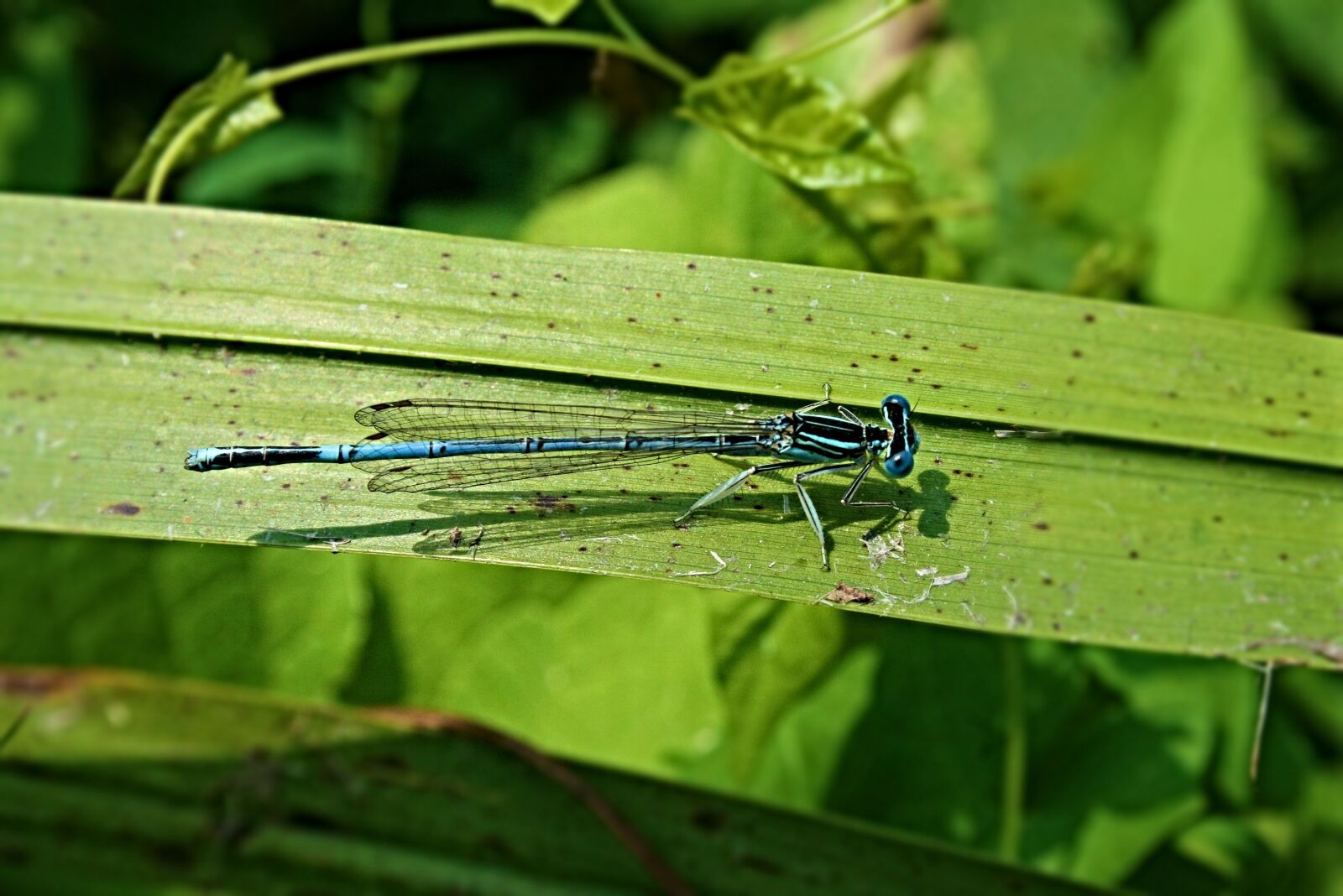 Canon EOS 400D (EOS Digital Rebel XTi / EOS Kiss Digital X) sample photo. Dragonfly, insect, wing photography