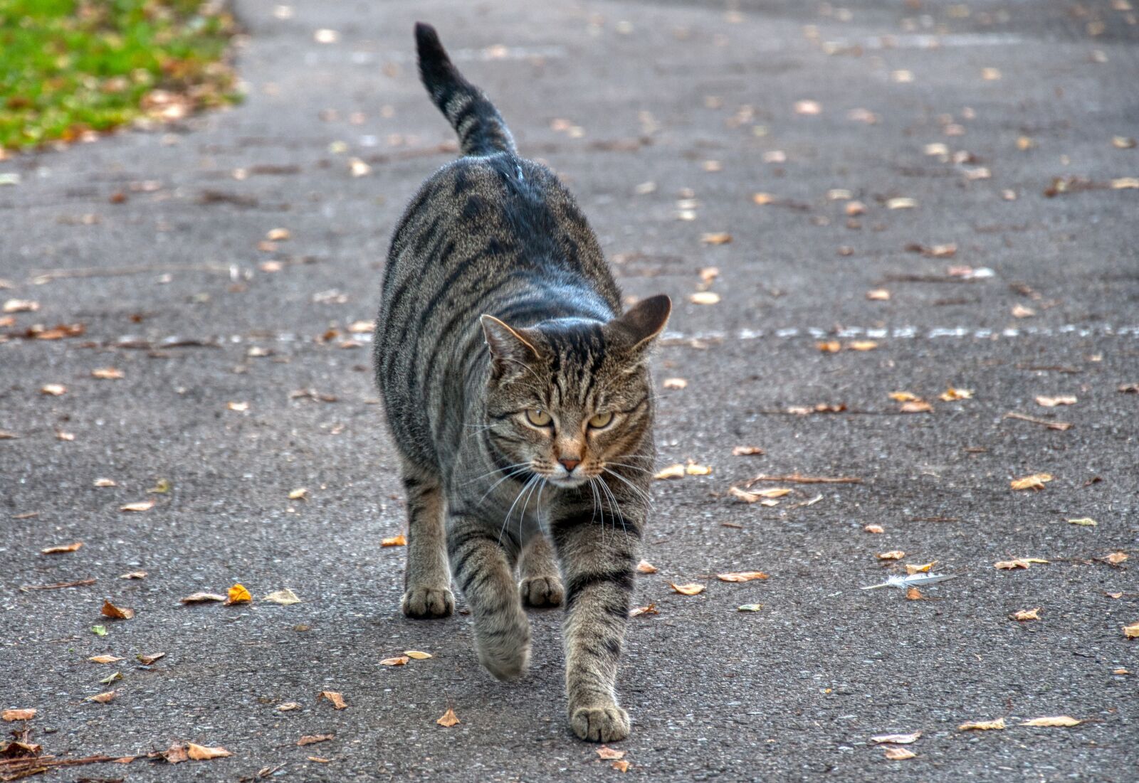 Nikon D5000 sample photo. Tiger cat, cat, on photography