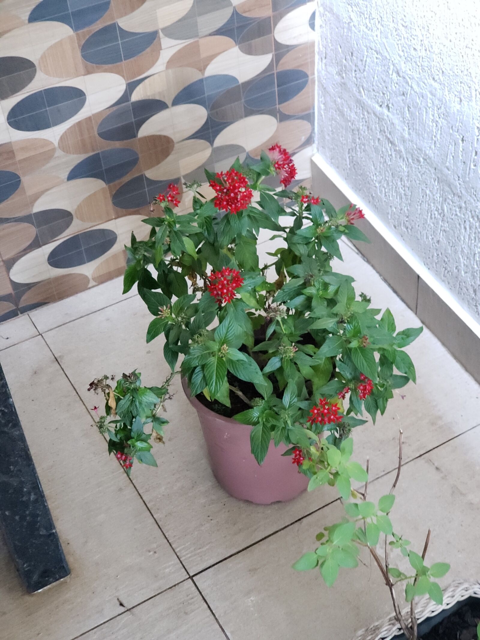 Samsung Galaxy S9+ sample photo. Planta, natureza, plants photography