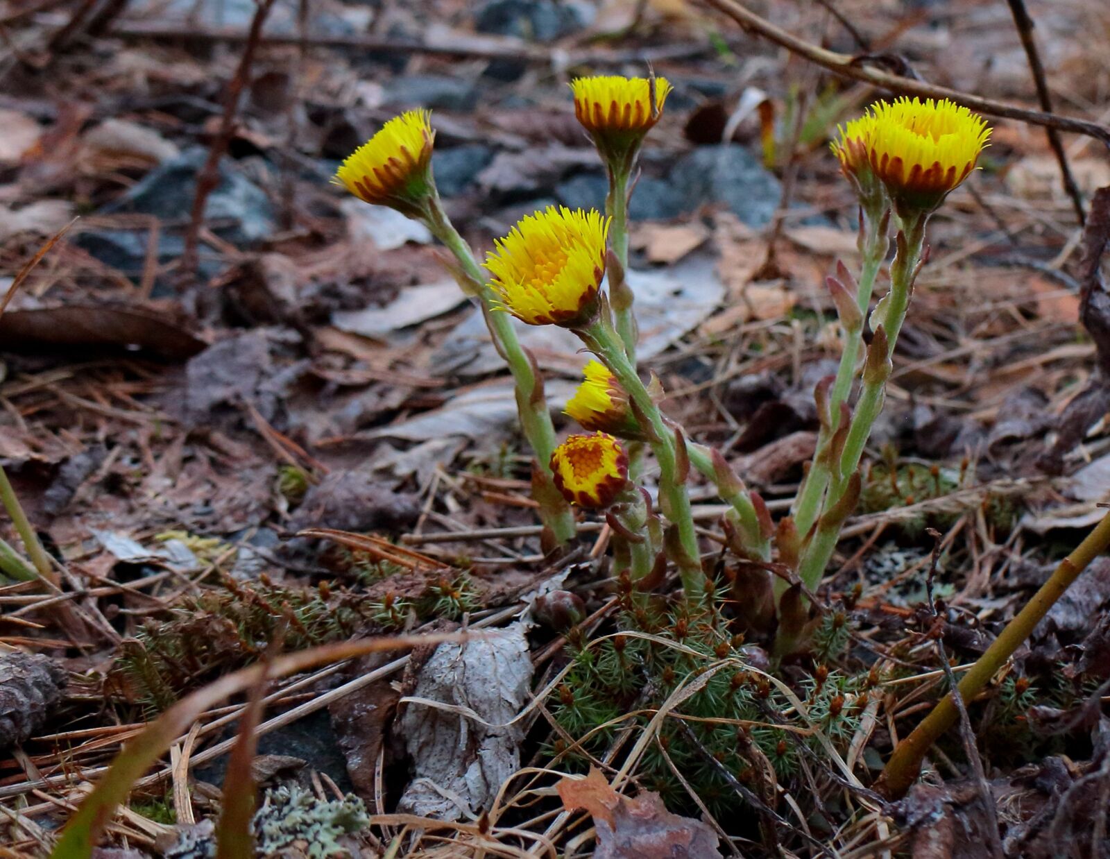 Canon EOS M sample photo. Coltsfoot, first spring flowers photography