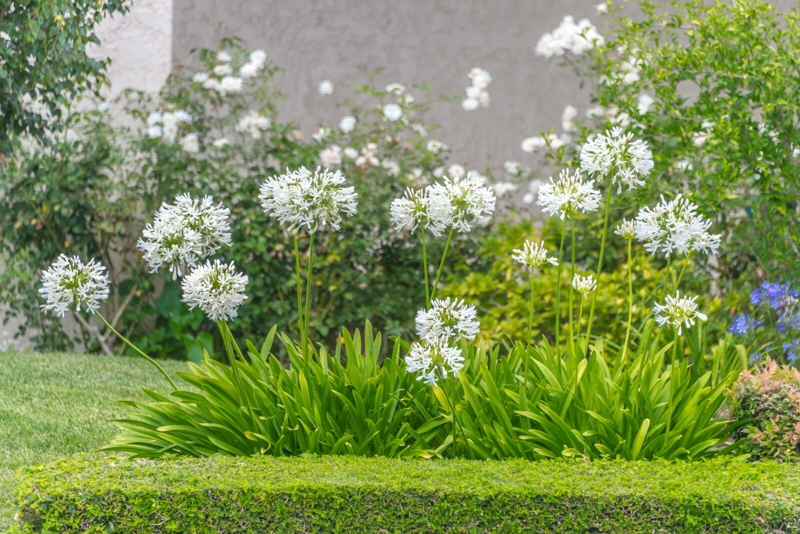 Nikon D800 sample photo. White flowers, allium, white photography