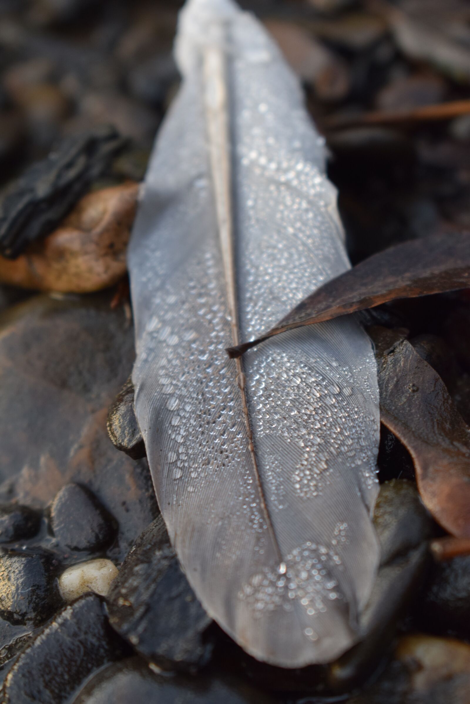 Nikon D5300 sample photo. Feather, drip, bird feather photography