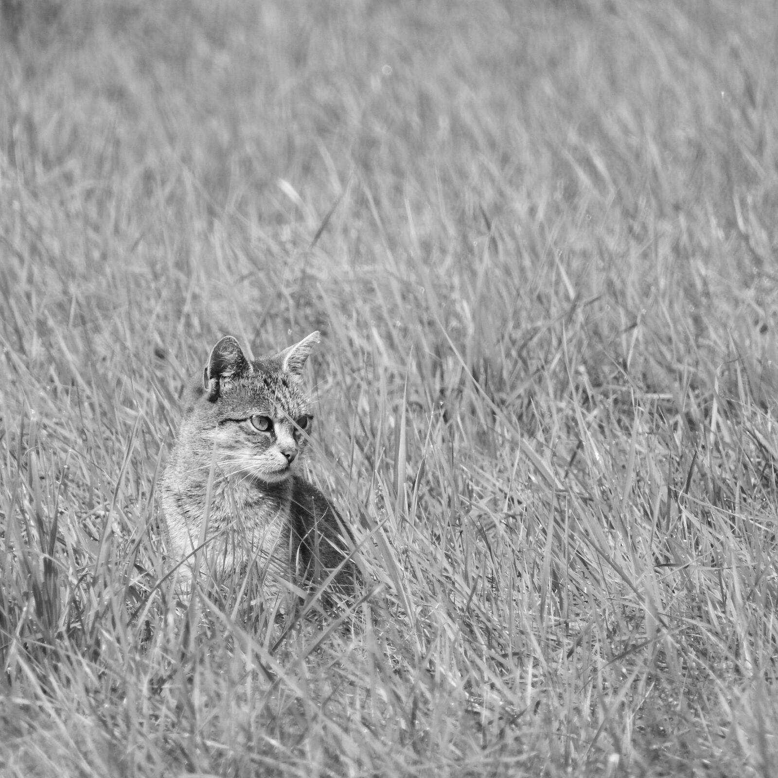 Nikon Coolpix P610 sample photo. Cat in the grass photography