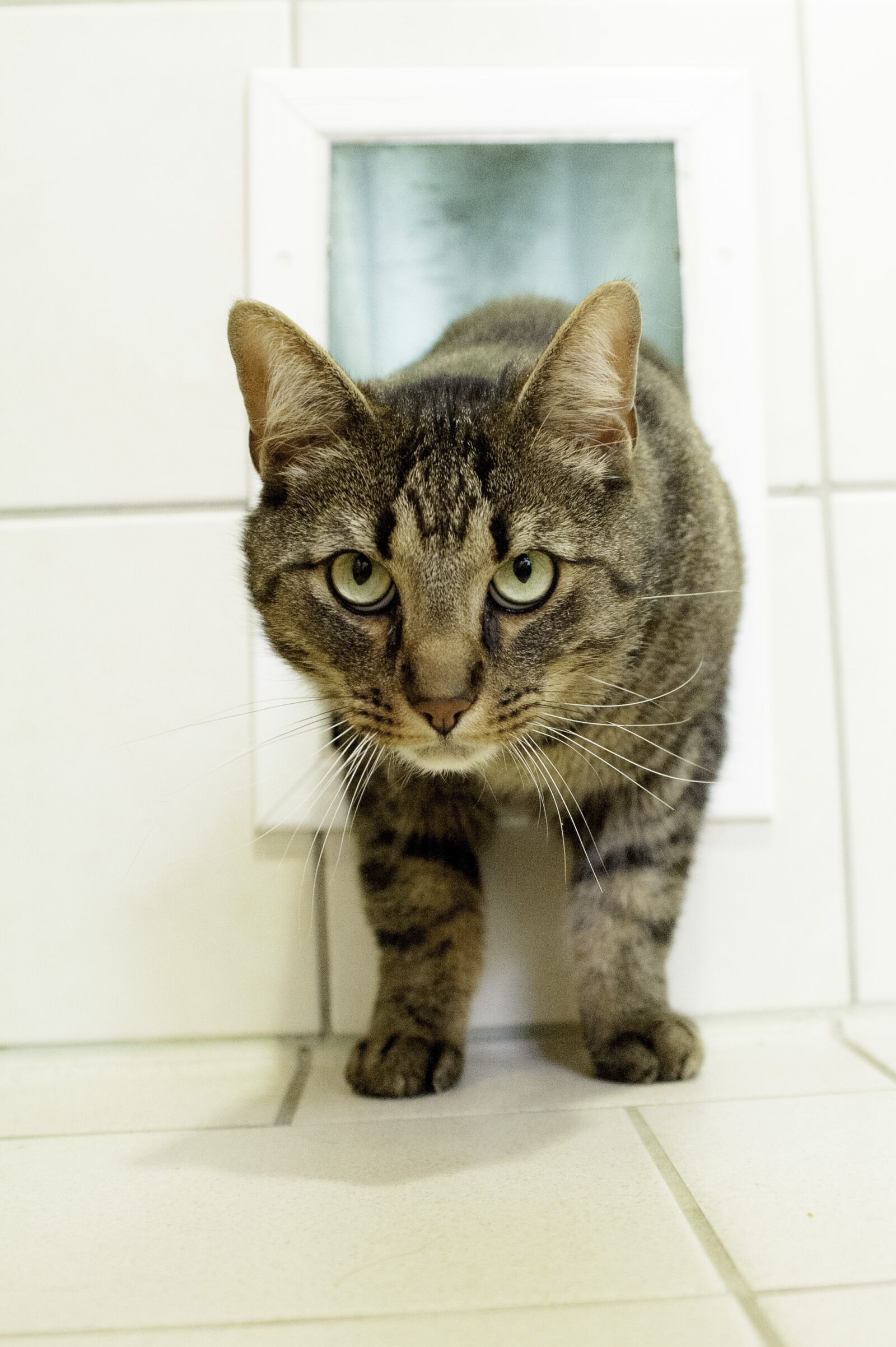 Nikon D700 sample photo. Cat, animal, pet photography