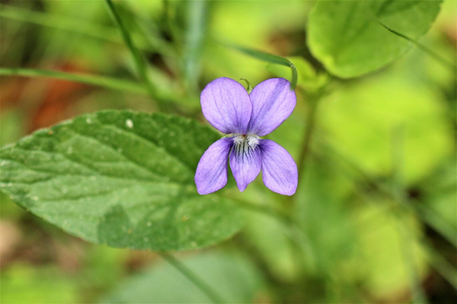 Canon EOS M6 sample photo. Violet, forest, flower photography