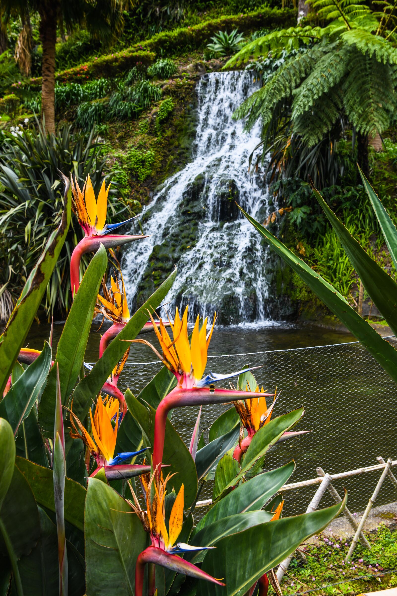 Nikon D850 sample photo. Strelizie, parrot flower, waterfall photography