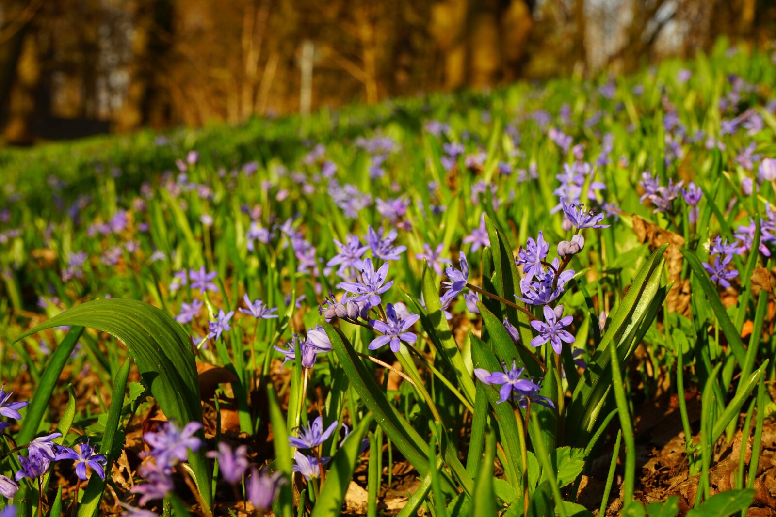 Sony a7 + Sony FE 28-70mm F3.5-5.6 OSS sample photo. Blue star, scilla, blossom photography