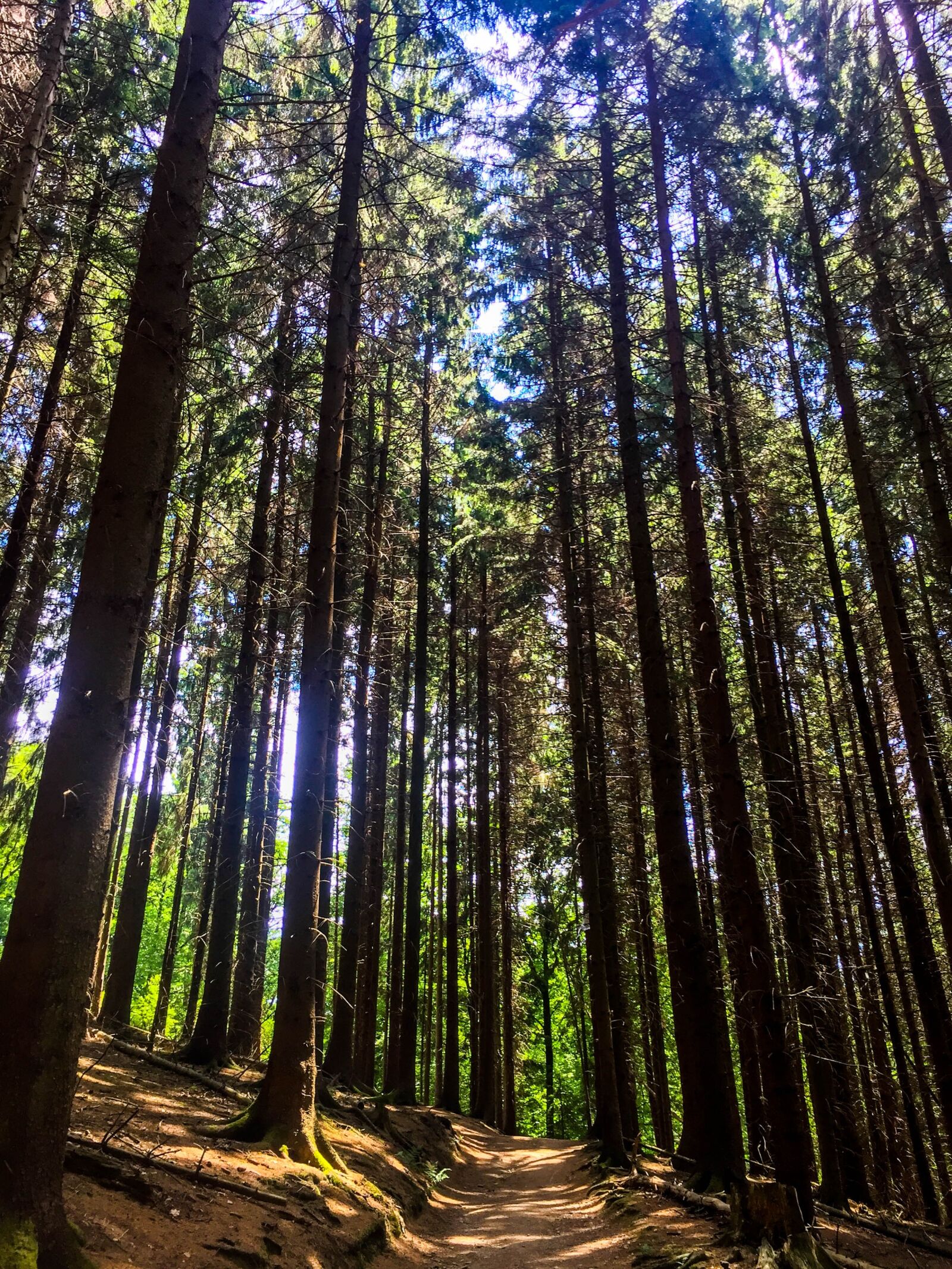 iPhone 6 Plus back camera 4.15mm f/2.2 sample photo. Wood, nature, tree photography