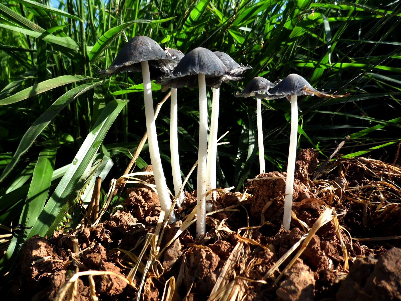 Samsung WB100/  WB101 sample photo. Mushroom, nature, fungus photography