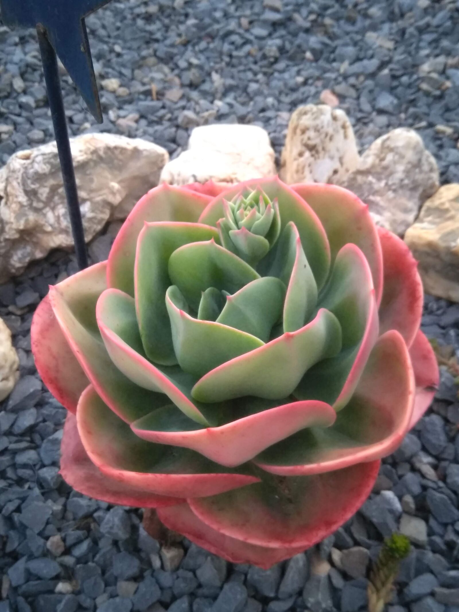 HMD Global Nokia 5 sample photo. Cactus, stone garden, agave photography