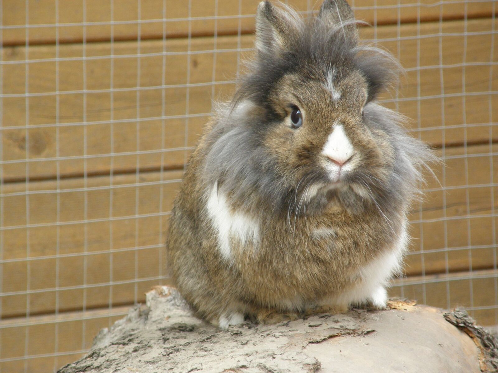 Olympus SP550UZ sample photo. Rabbit, hare, lion head photography