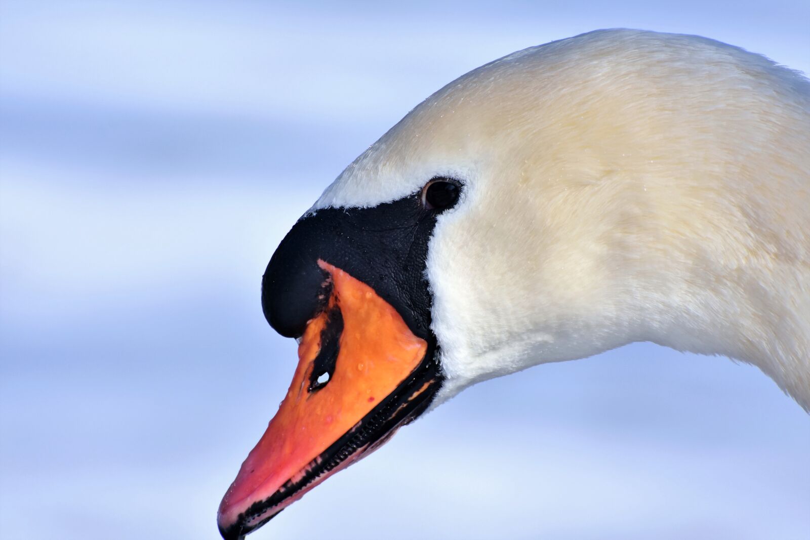 Nikon D7200 sample photo. Swan, water bird, schwimmvogel photography
