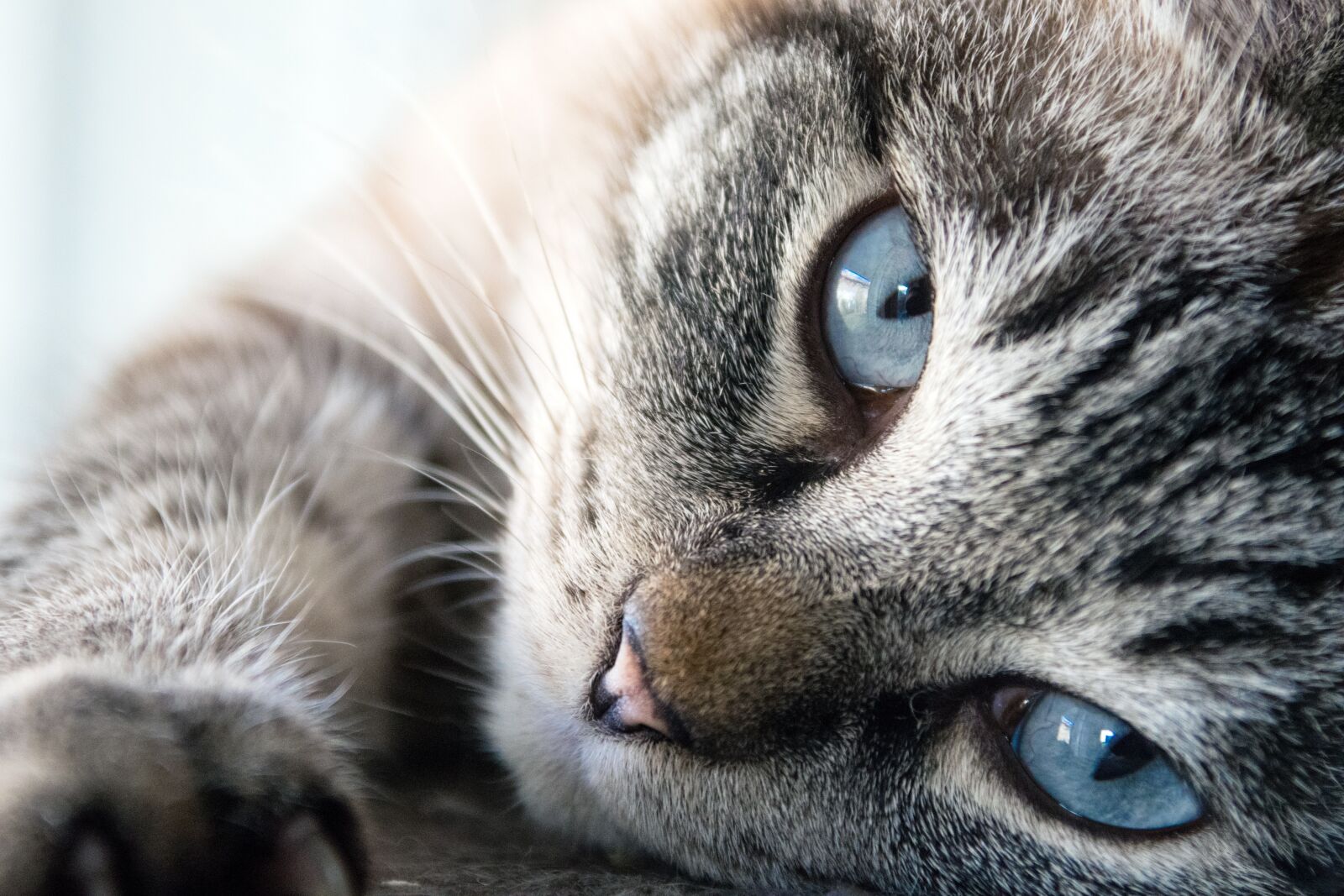 Nikon D5300 sample photo. Cat, cute, animal photography