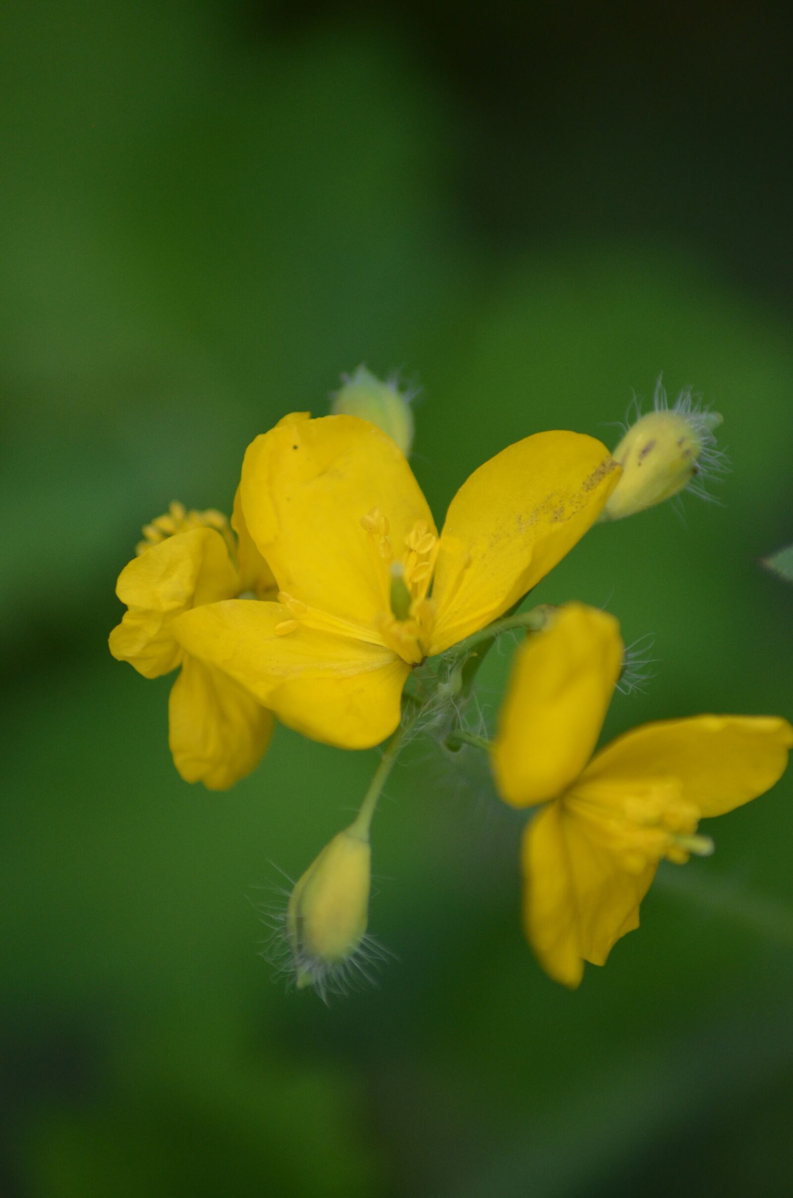 Nikon D5100 sample photo. Flowers, yellow, mm photography