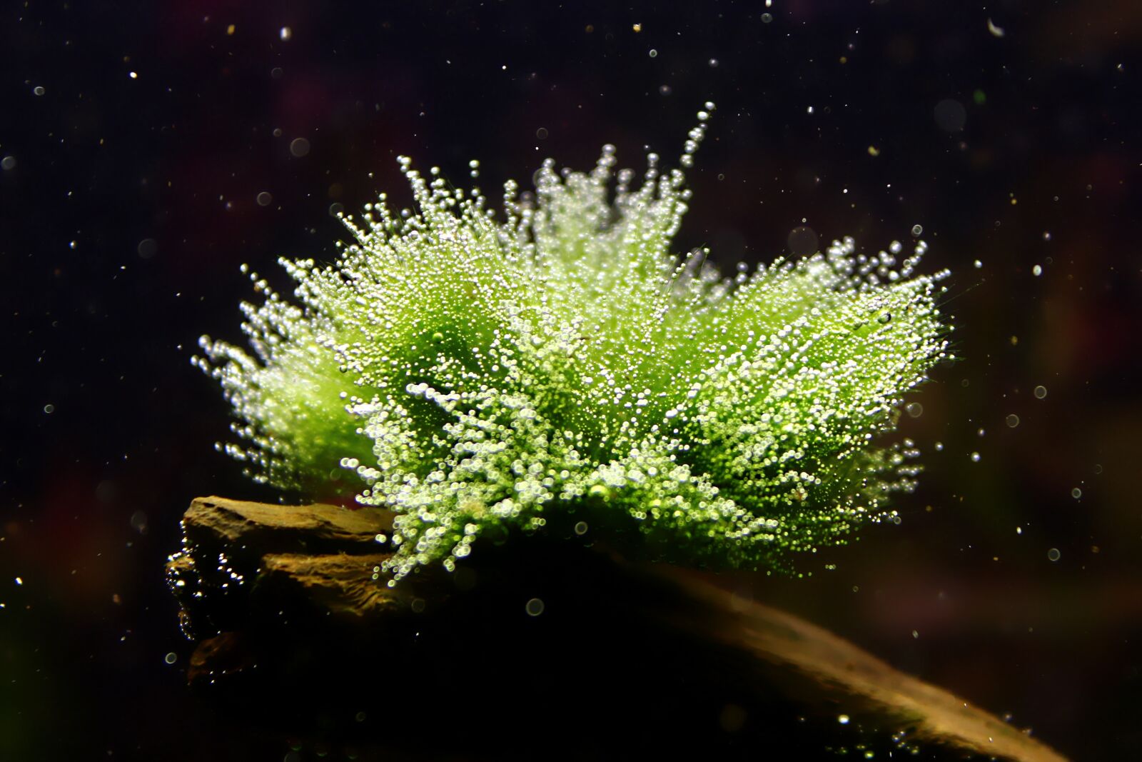 Canon EOS 650D (EOS Rebel T4i / EOS Kiss X6i) sample photo. Aquarium, the moss on photography