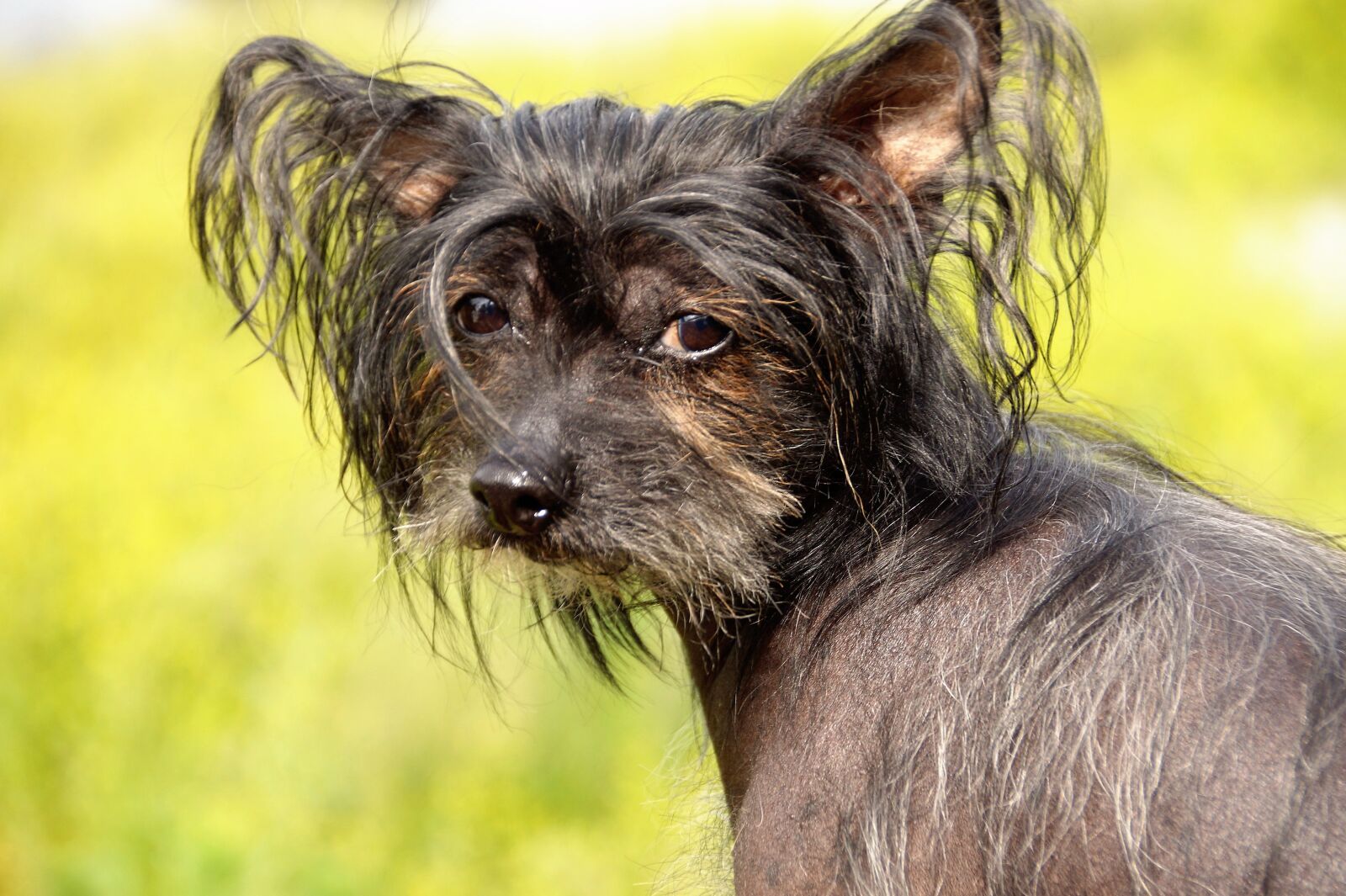 Sony SLT-A58 sample photo. Dog, chinese crested dog photography