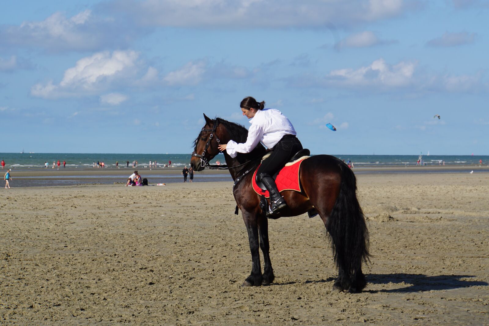 Sony E 18-200mm F3.5-6.3 OSS sample photo. Horsewoman, belgian rider, horse photography