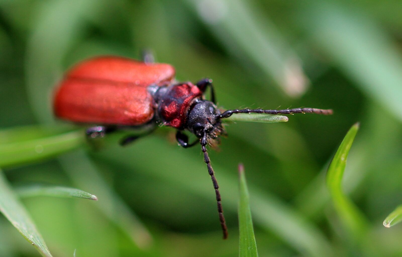 Canon EOS 650D (EOS Rebel T4i / EOS Kiss X6i) sample photo. Beetle, longhorn beetle, cerambycidae photography