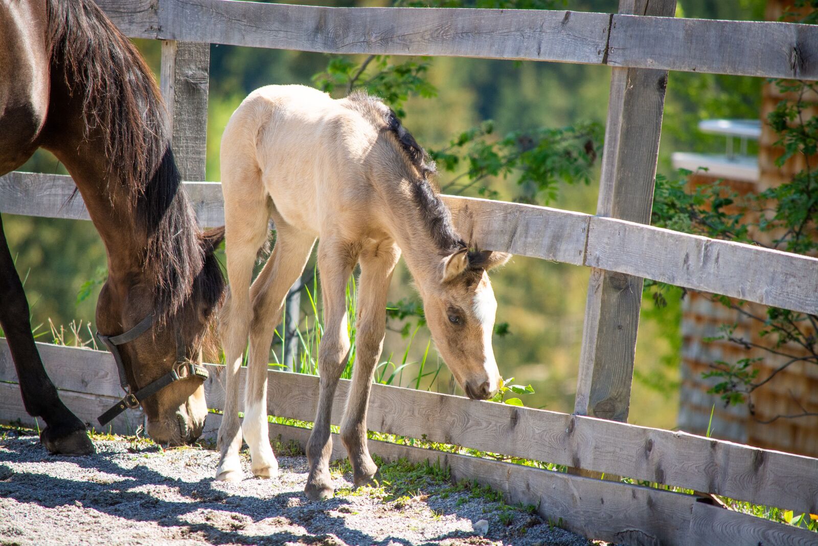 Nikon D7100 sample photo. Foal, mare, dun photography