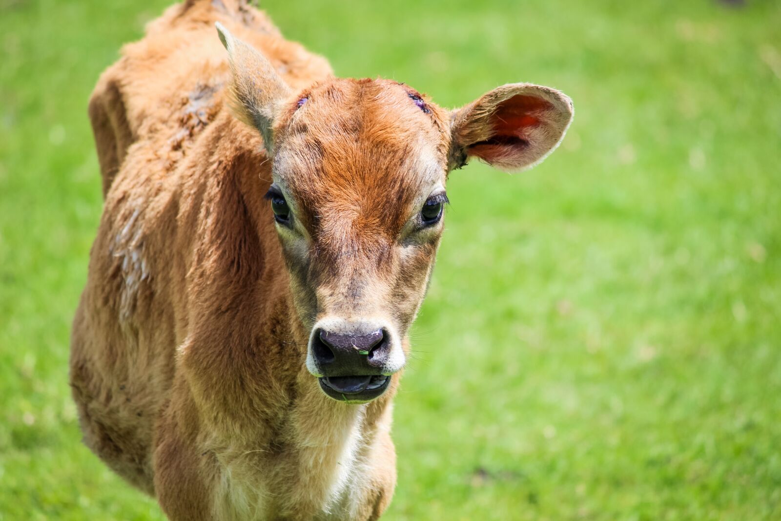 Canon EOS 700D (EOS Rebel T5i / EOS Kiss X7i) sample photo. Animal, calf, farm photography