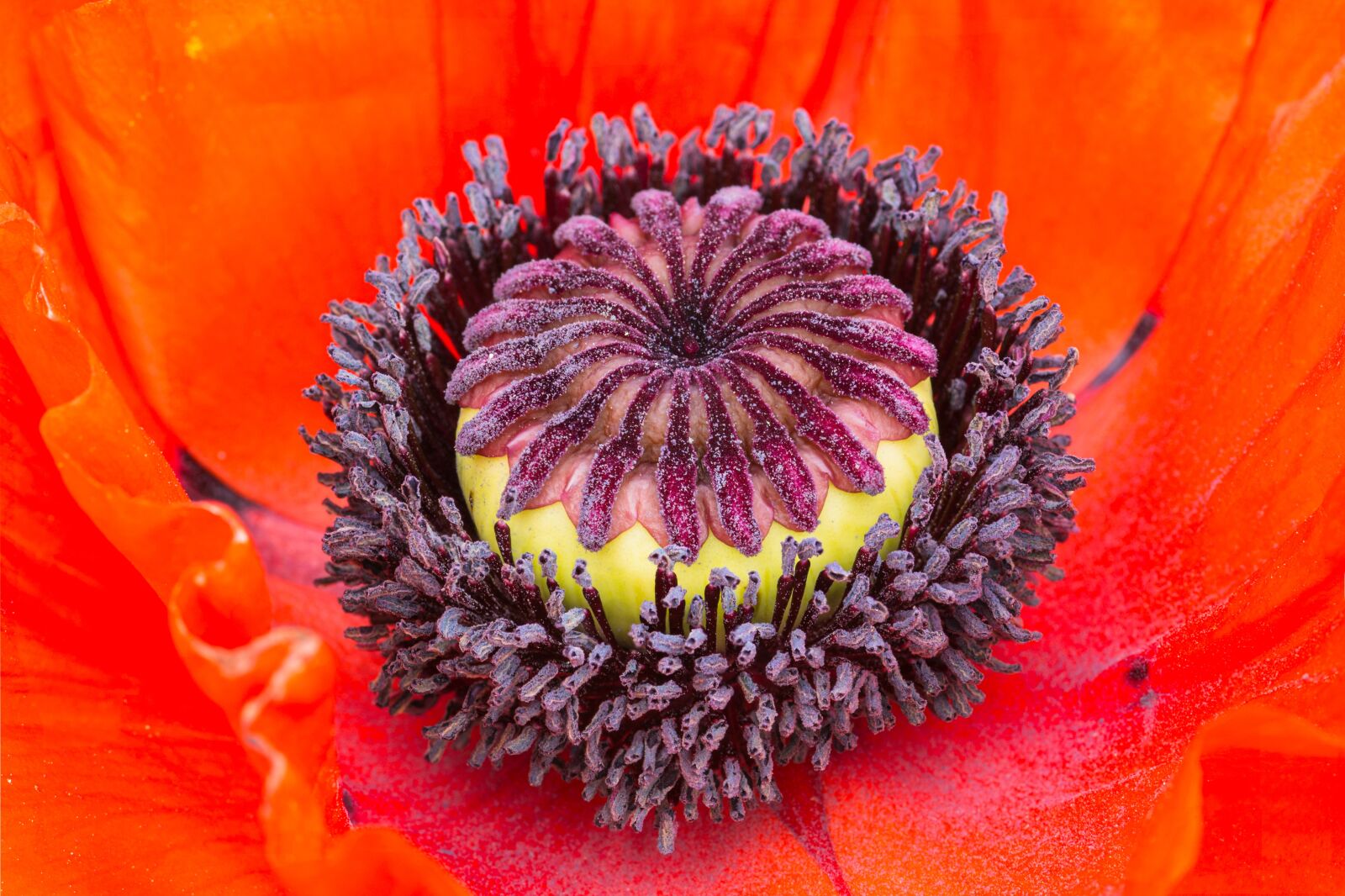Nikon D7200 sample photo. Poppy, blossom, bloom photography