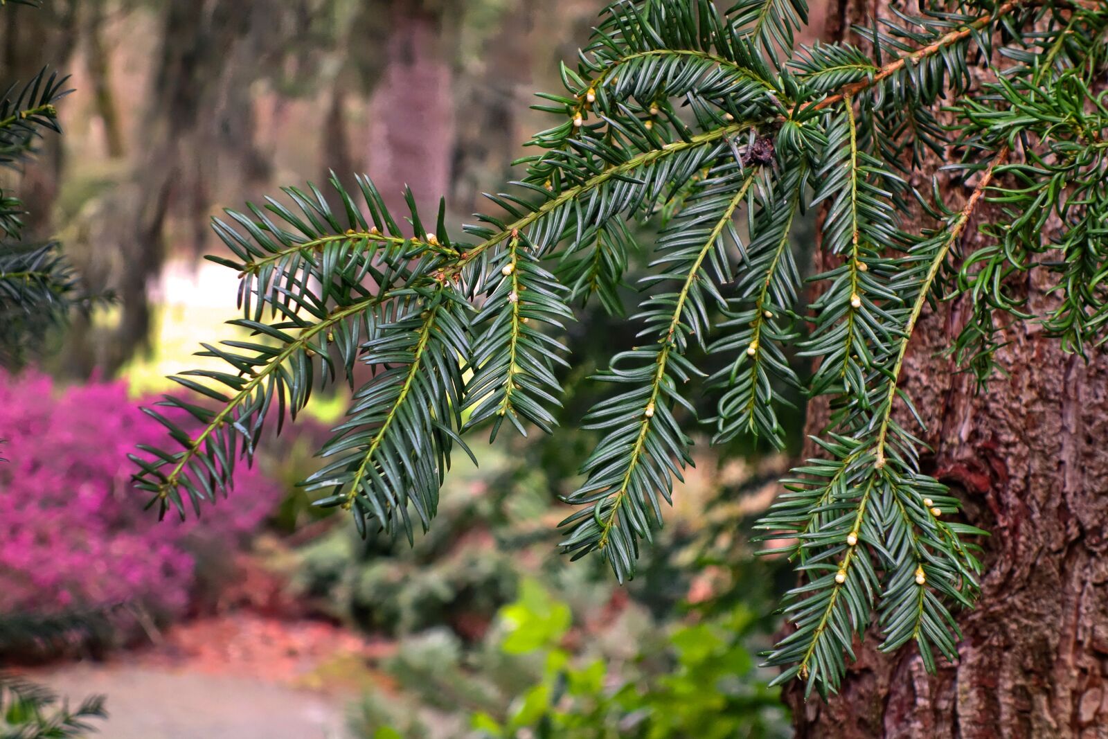 Sony Cyber-shot DSC-RX100 sample photo. Conifer, branch, conifer branch photography