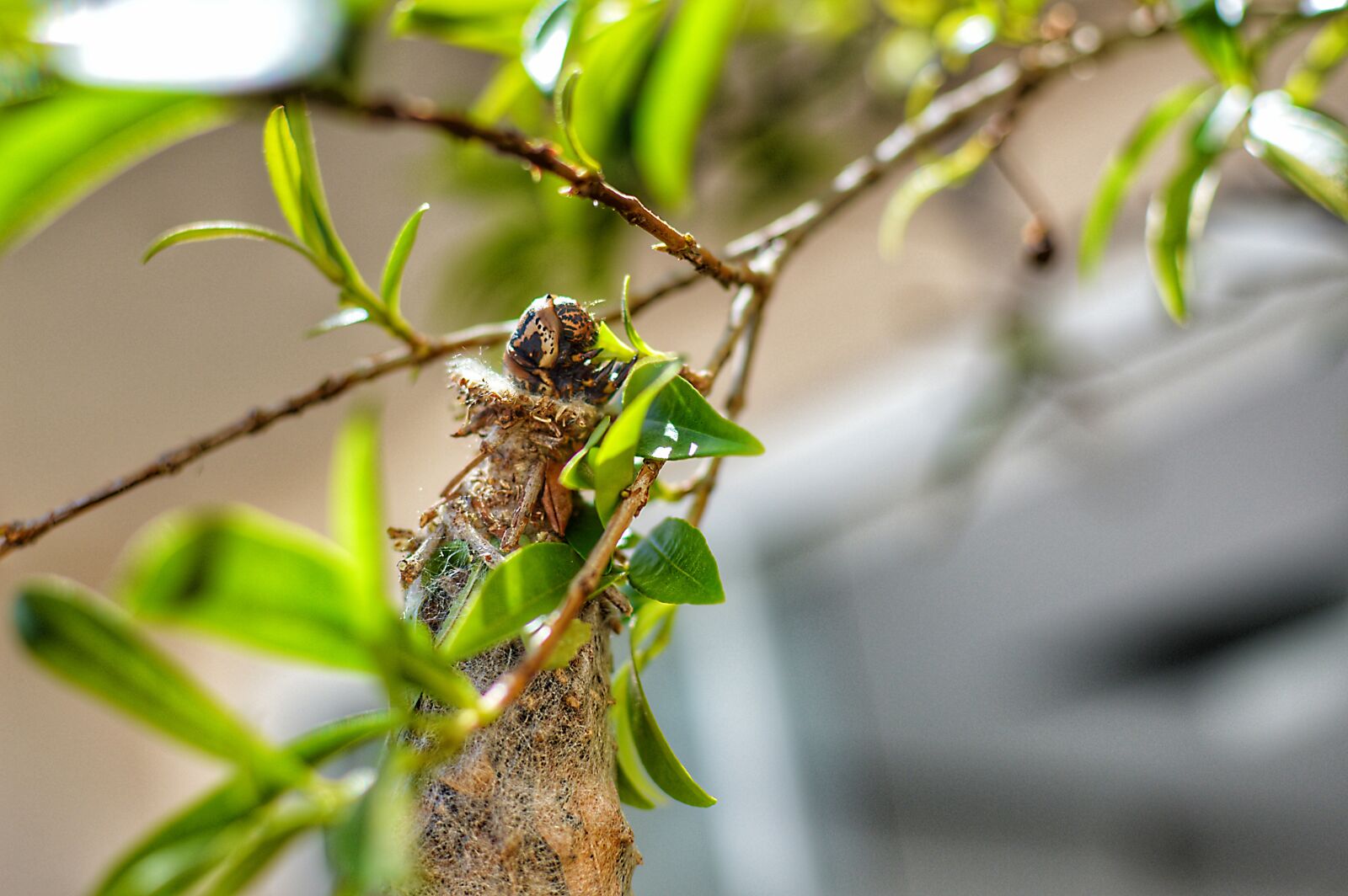 Nikon D3200 sample photo. Flying, tree, butterflies photography