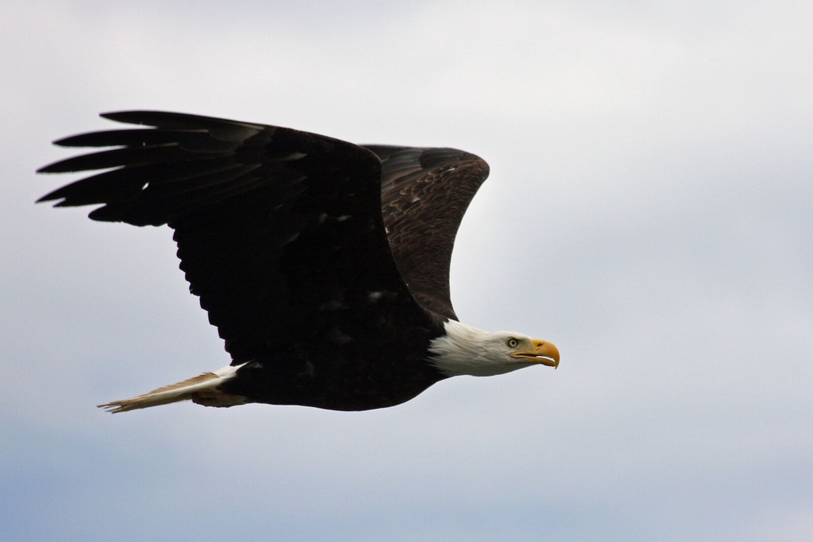 Canon EOS 40D sample photo. Eagle, flight, eyes photography