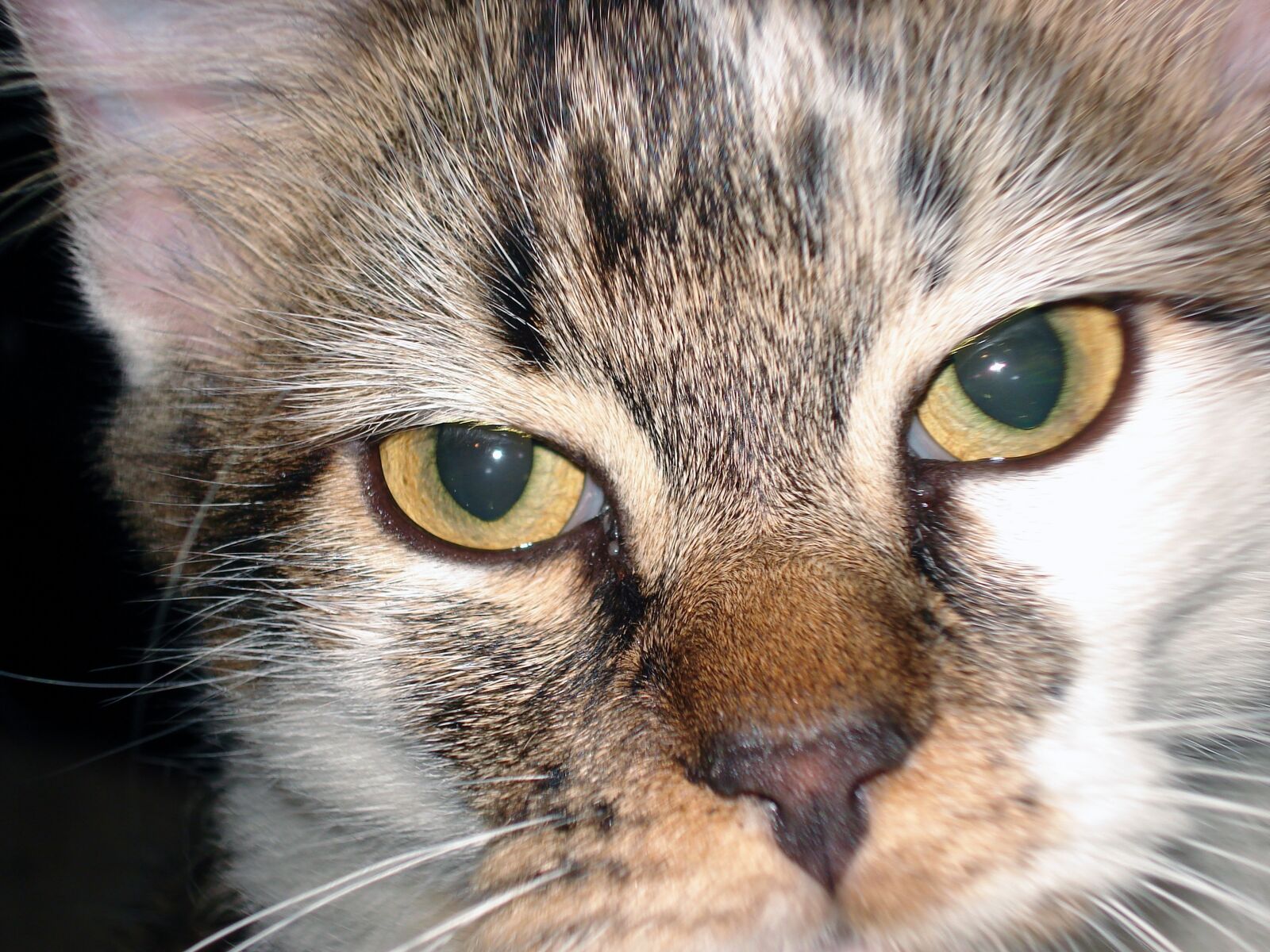 Sony DSC-W30 sample photo. Cat, cat close up photography