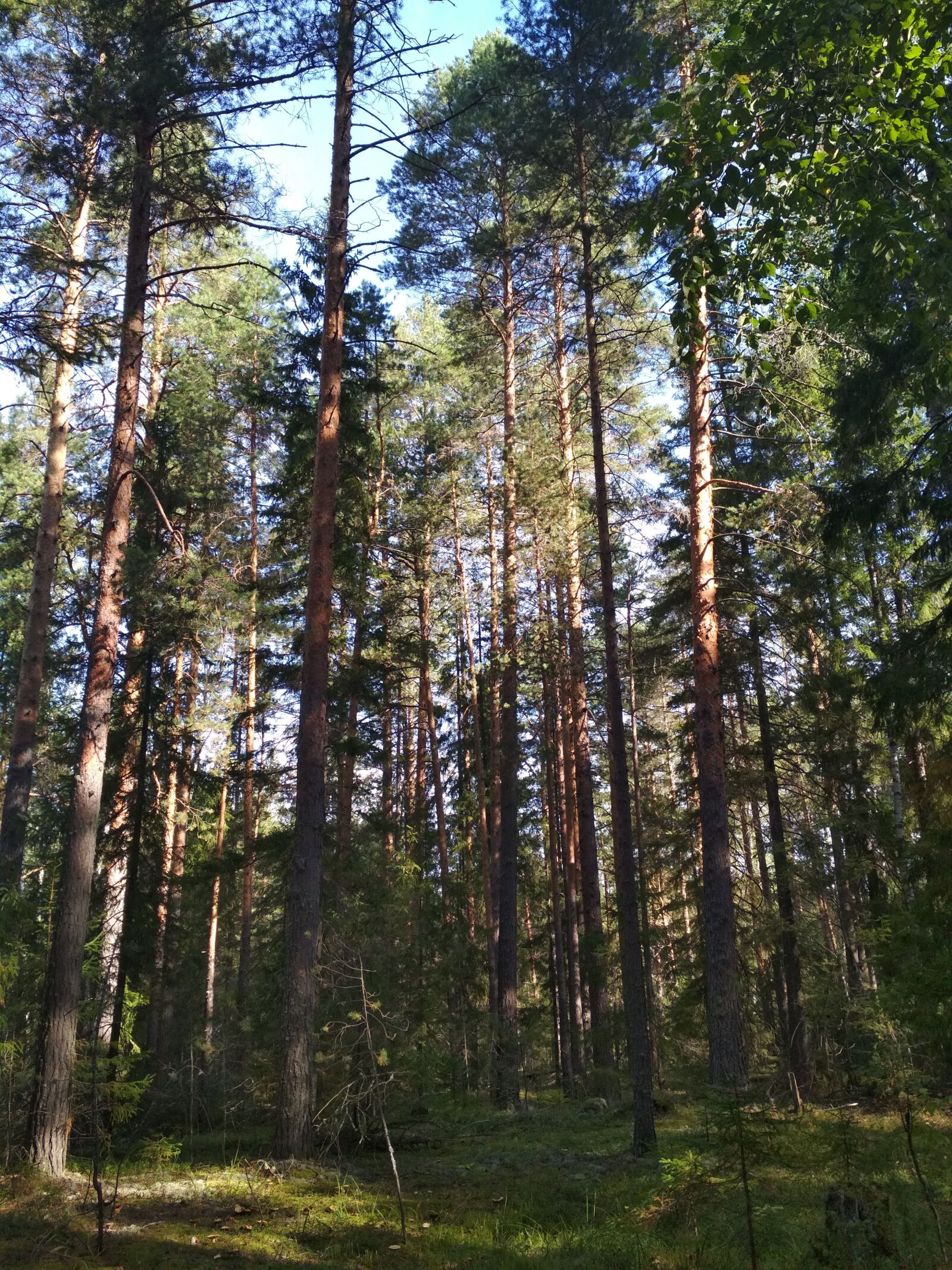 Xiaomi Redmi 4X sample photo. Coniferous forest, forest, trees photography