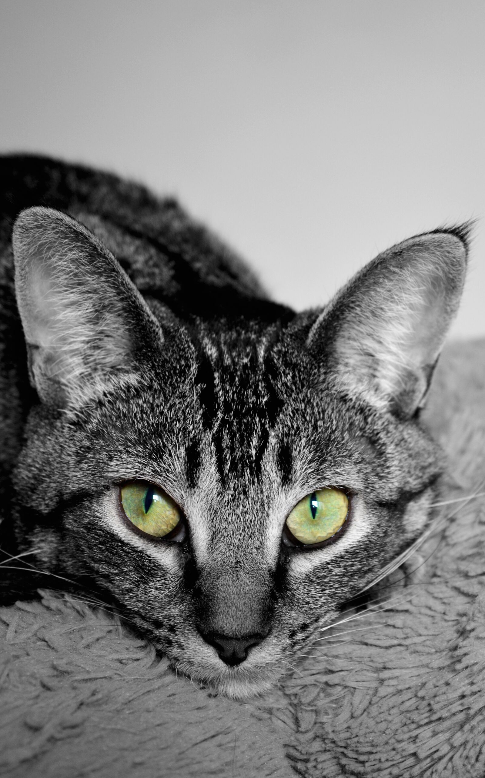 Nikon D3200 sample photo. Cat, devon rex, cross photography