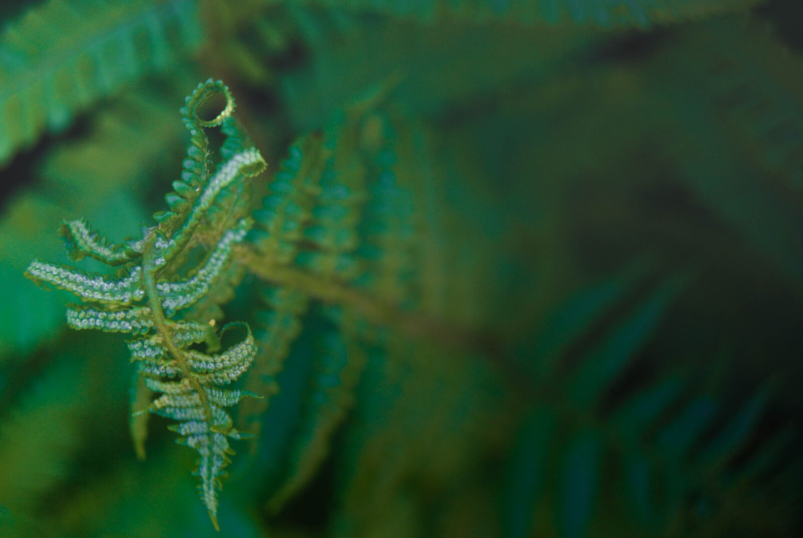 Sony Alpha DSLR-A230 sample photo. Fern, green, plant photography