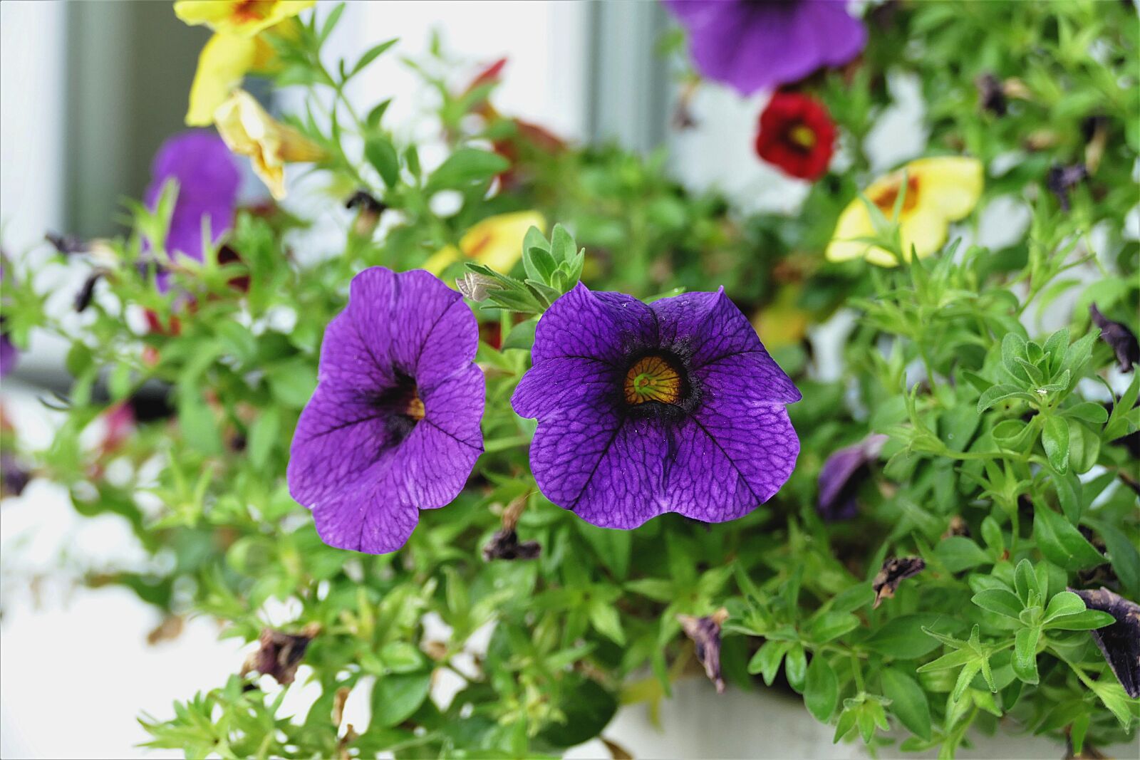 Panasonic Lumix DMC-FZ1000 sample photo. Calibrachoa, ornamental plant, zauberglockchen photography