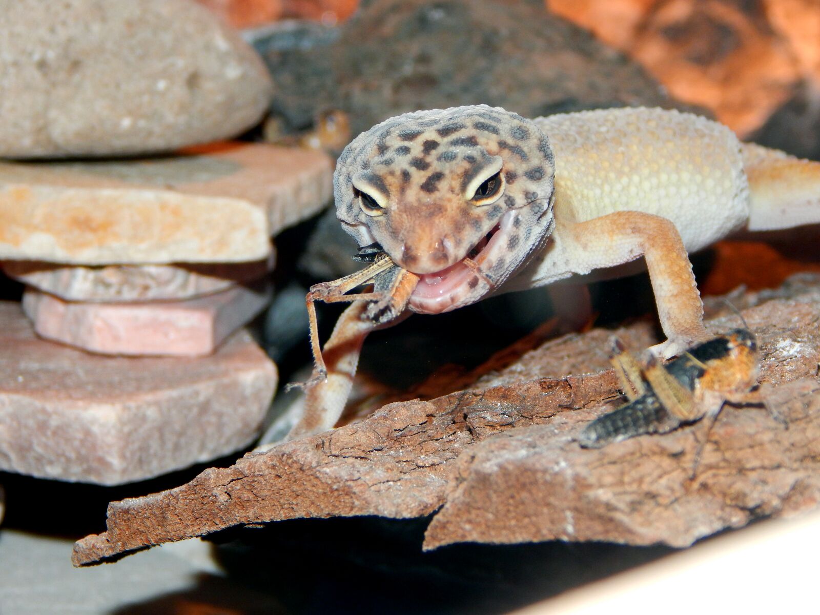 Nikon Coolpix L830 sample photo. Reptile, terrarium, lizard photography