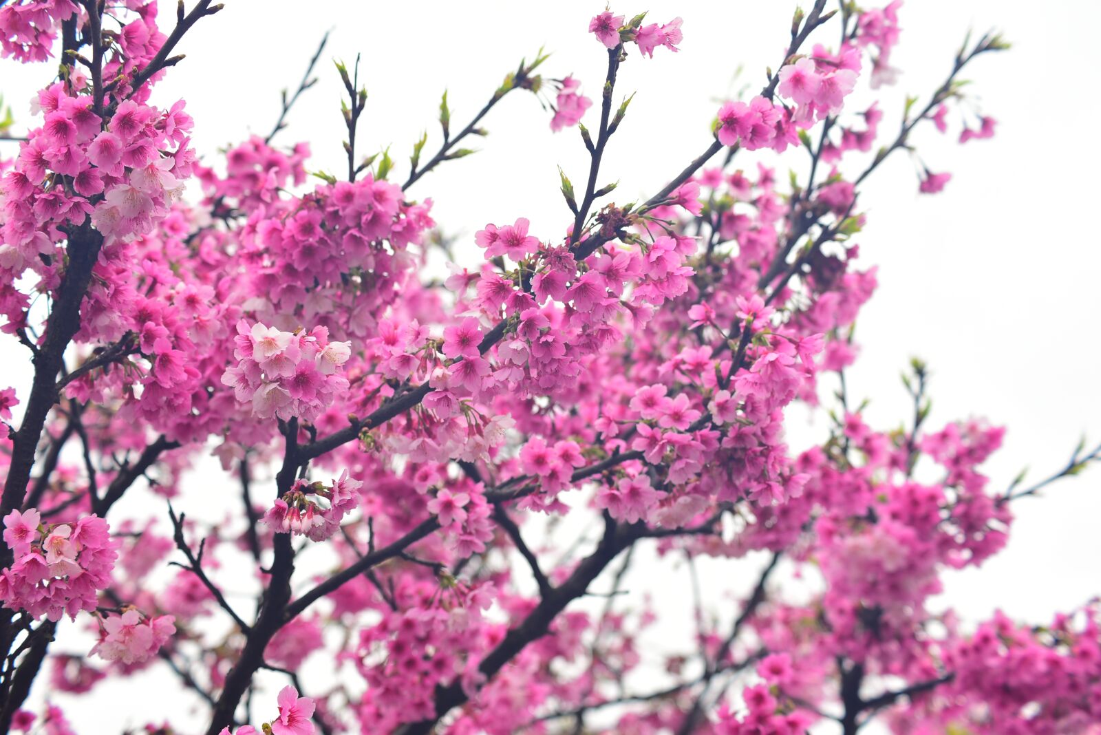 Nikon D750 sample photo. Flower, plant, cherry blossom photography