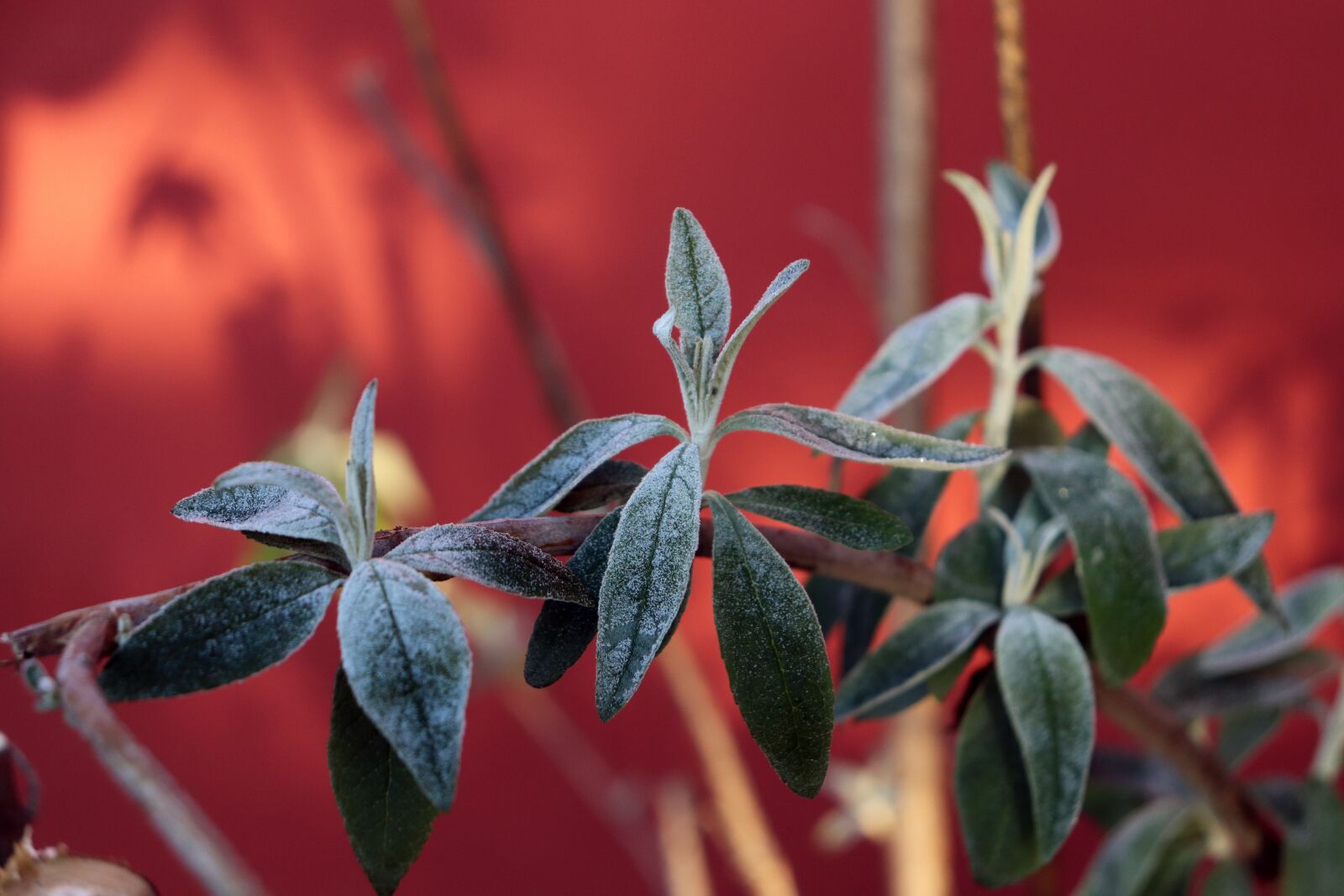 Canon EOS 200D (EOS Rebel SL2 / EOS Kiss X9) sample photo. Sage, herbs, morning photography