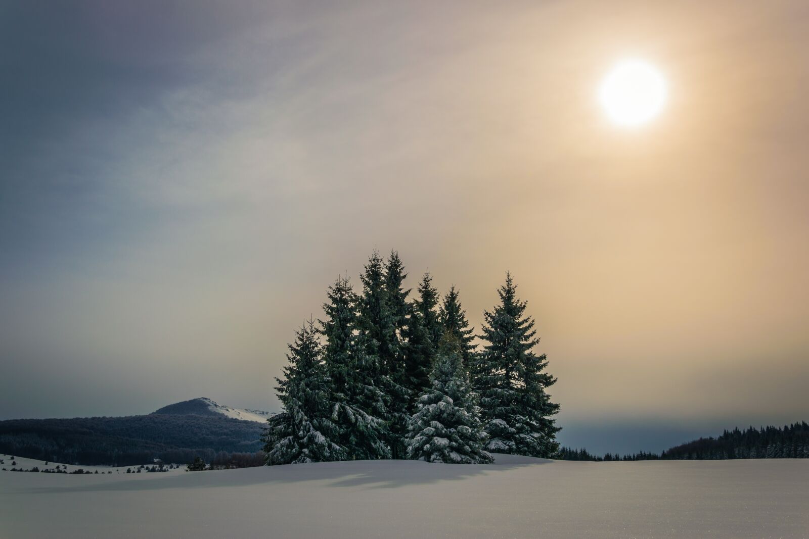 Nikon D3300 sample photo. Pine, sun, winter photography