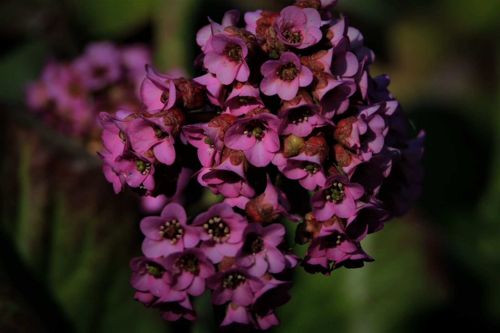 Tamron SP 150-600mm F5-6.3 Di VC USD sample photo. Flowers, spring, purple photography