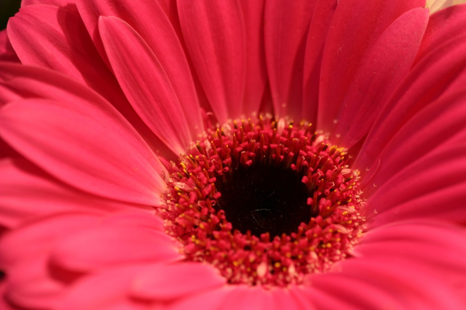 Canon EOS 350D (EOS Digital Rebel XT / EOS Kiss Digital N) sample photo. Flower, red, macro photography