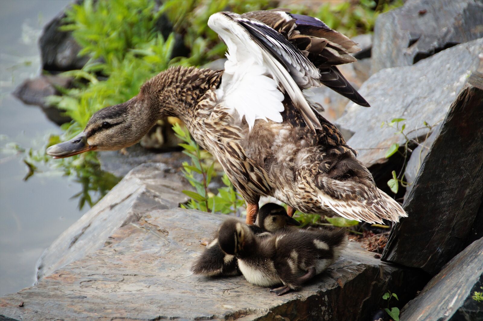 Sony SLT-A58 sample photo. Duck, wild, water photography