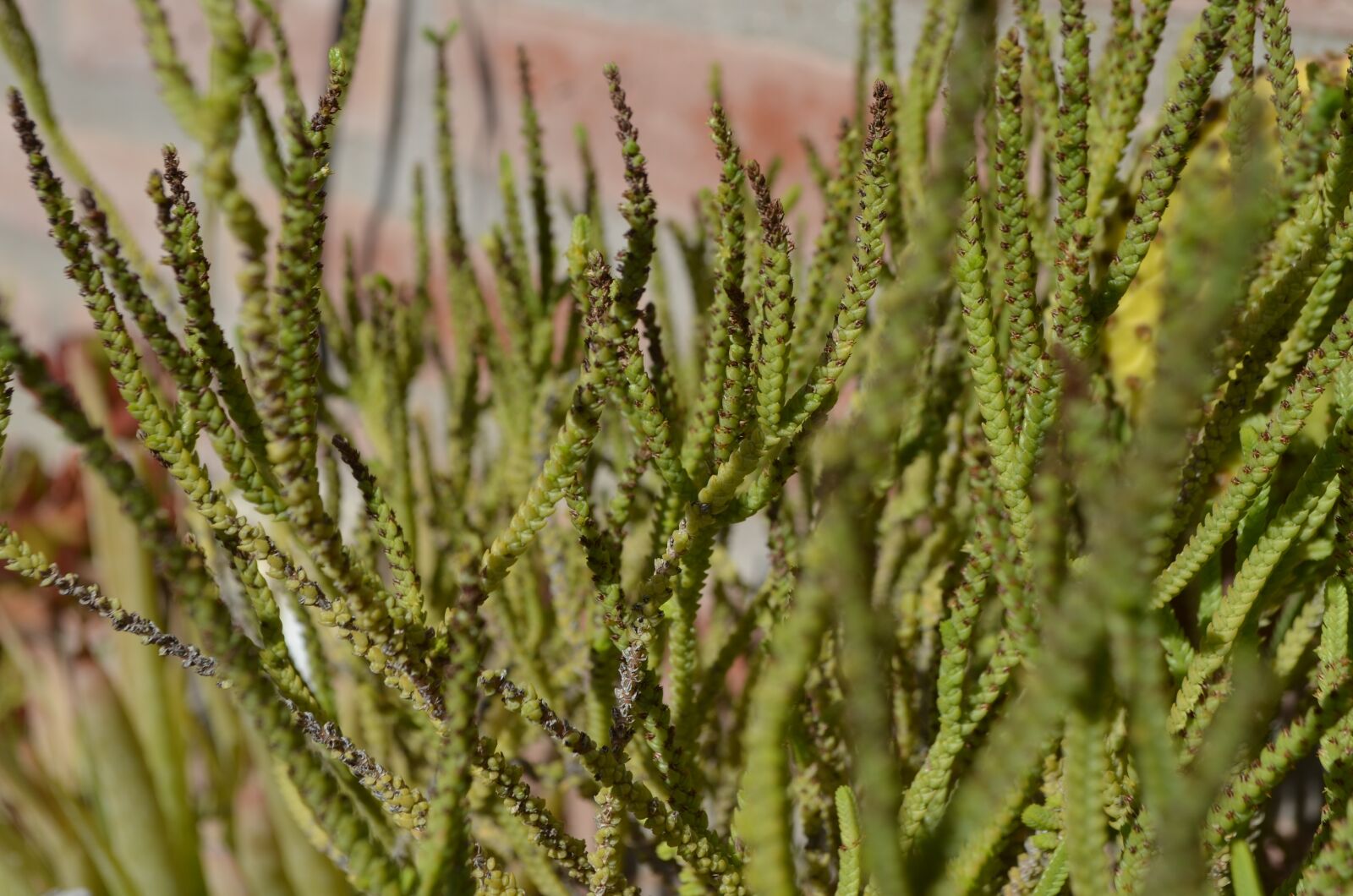 Nikon D5100 sample photo. Succulent, flora, green photography