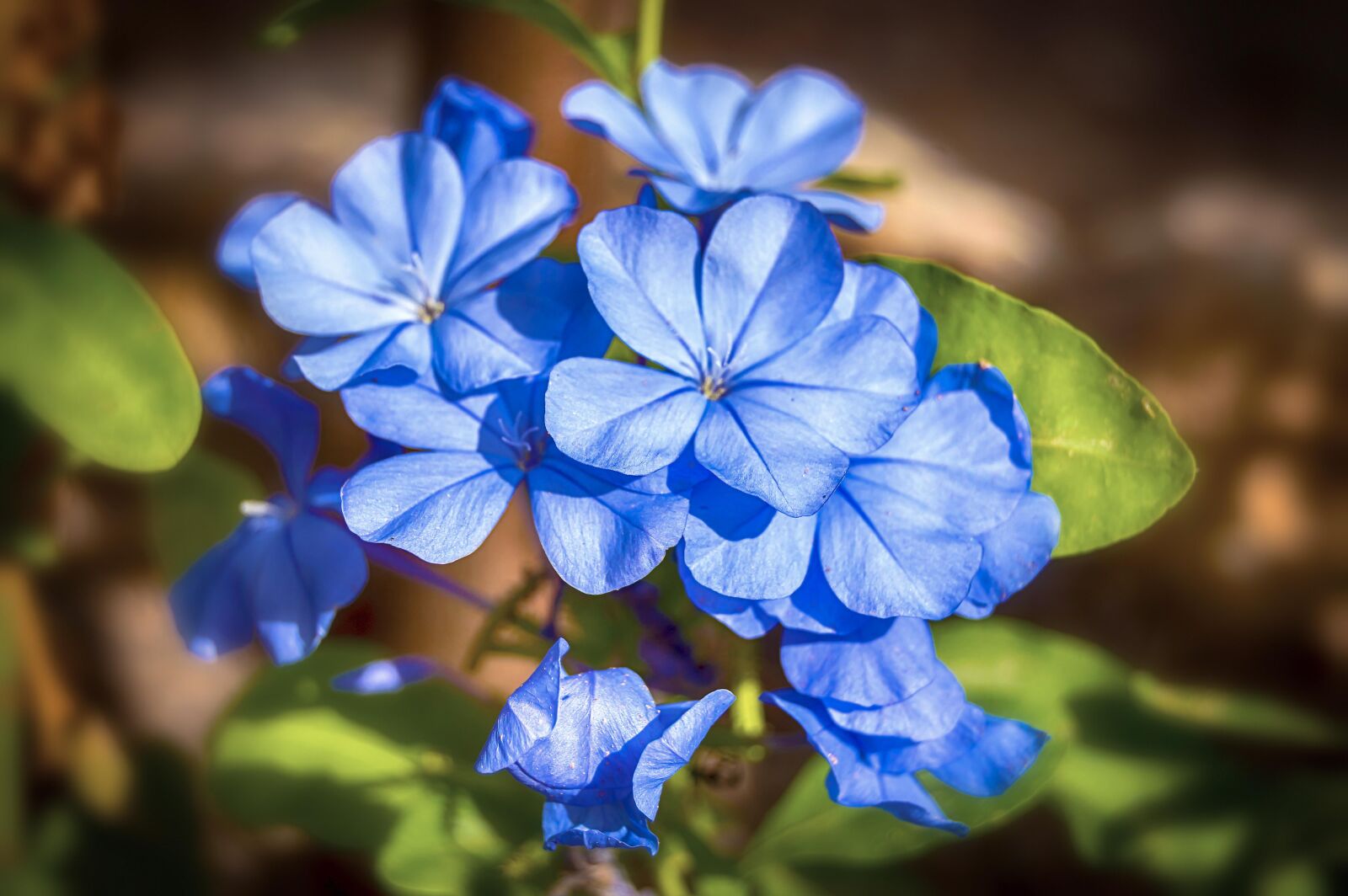 Nikon D3200 sample photo. Jasmine blue, jasmine, blue photography