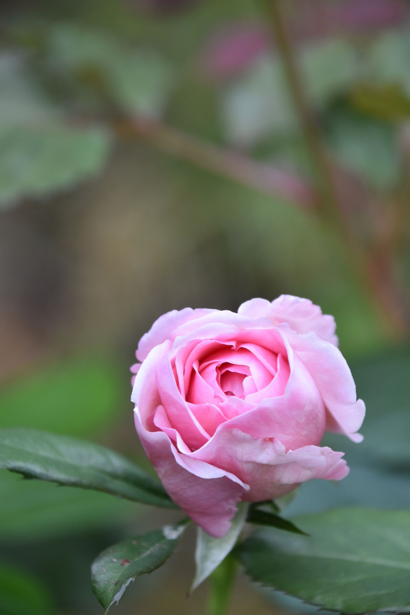 Nikon D5600 sample photo. Pink, flower, color pink photography
