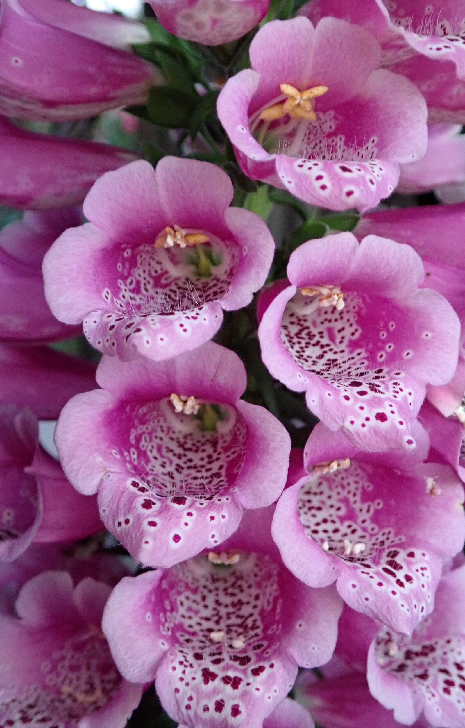 Olympus TG-5 sample photo. Flower, pink, foxglove photography